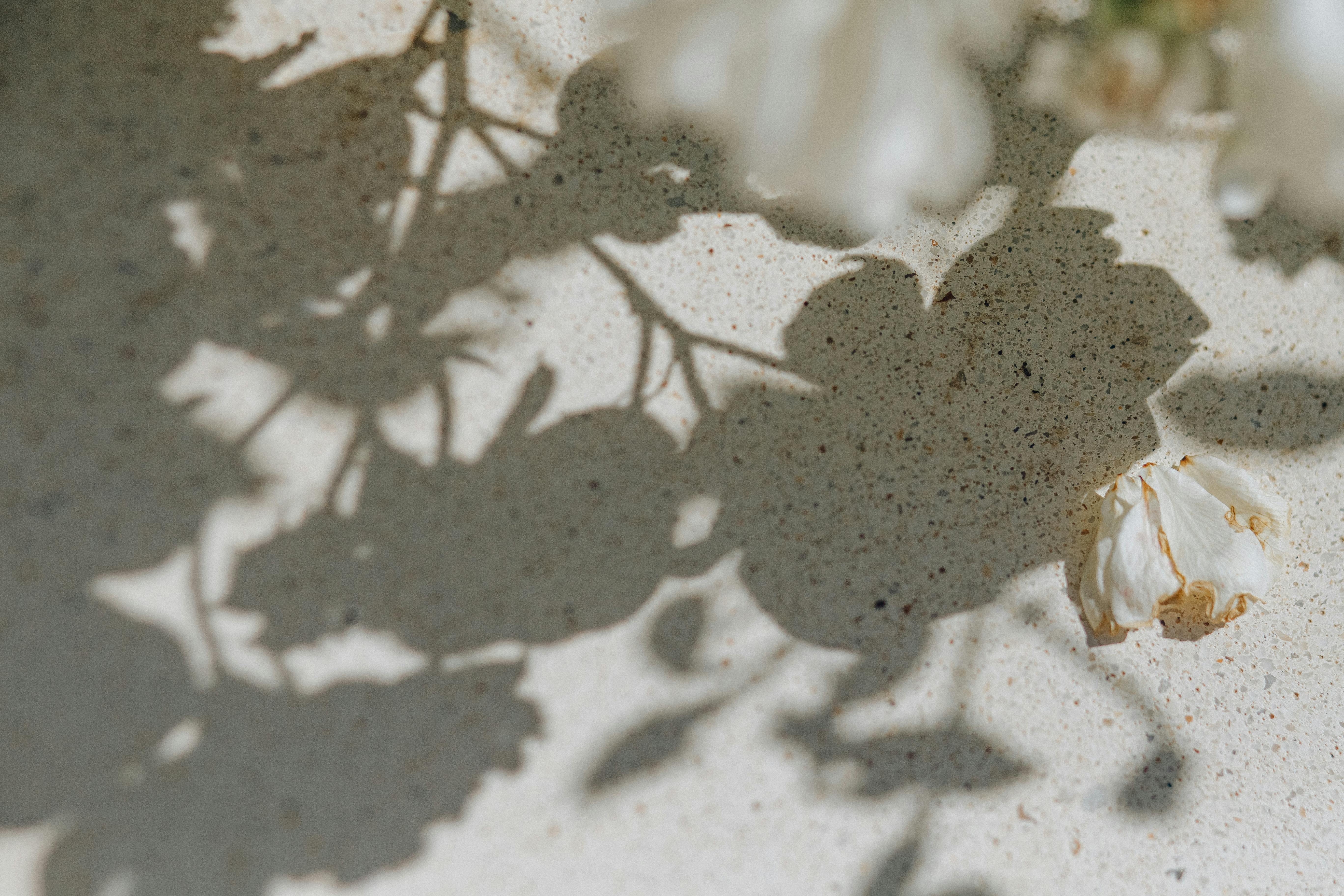Weiße Blume mit Schatten