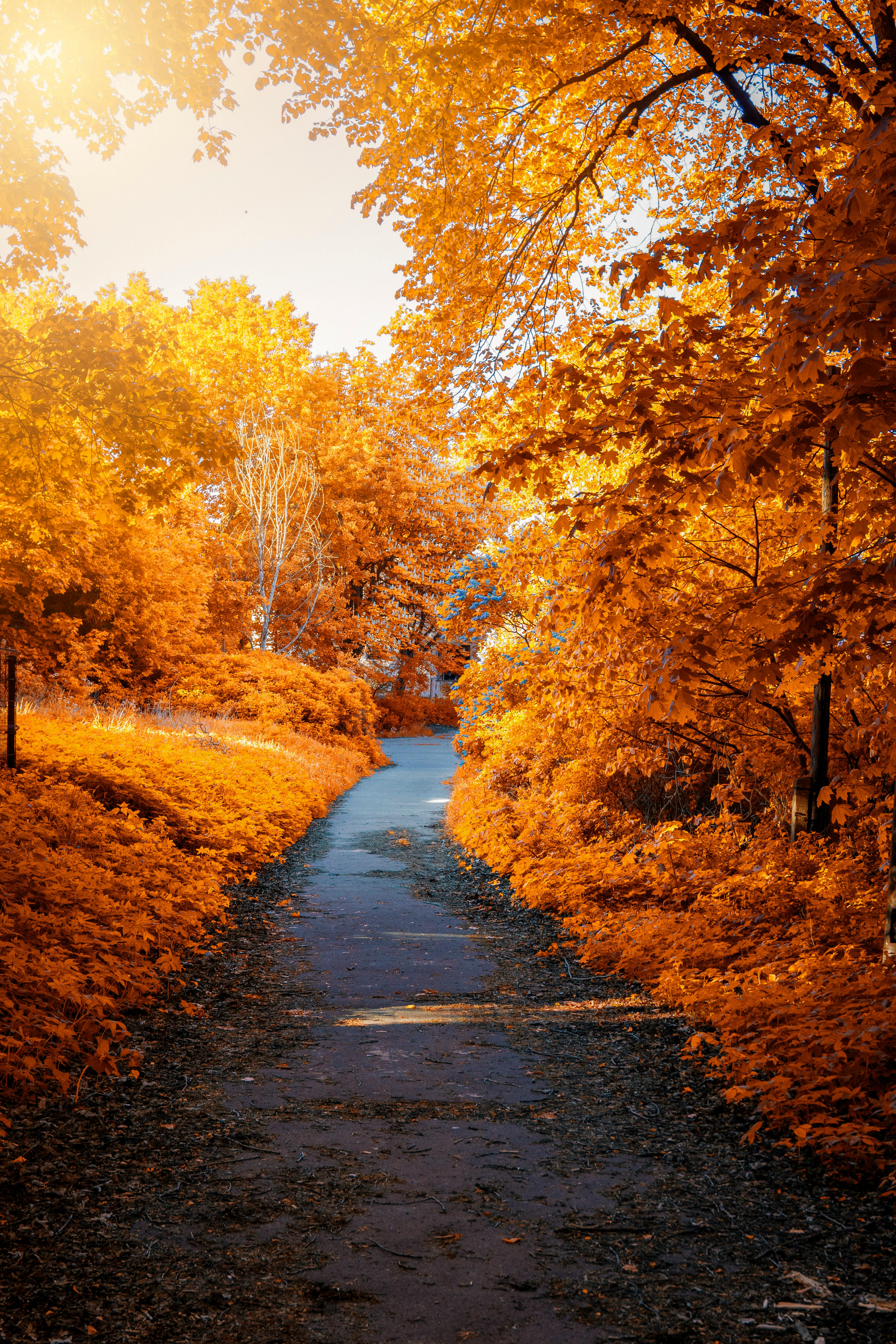 Herbst – wenn Natur und Tod sich begegnen