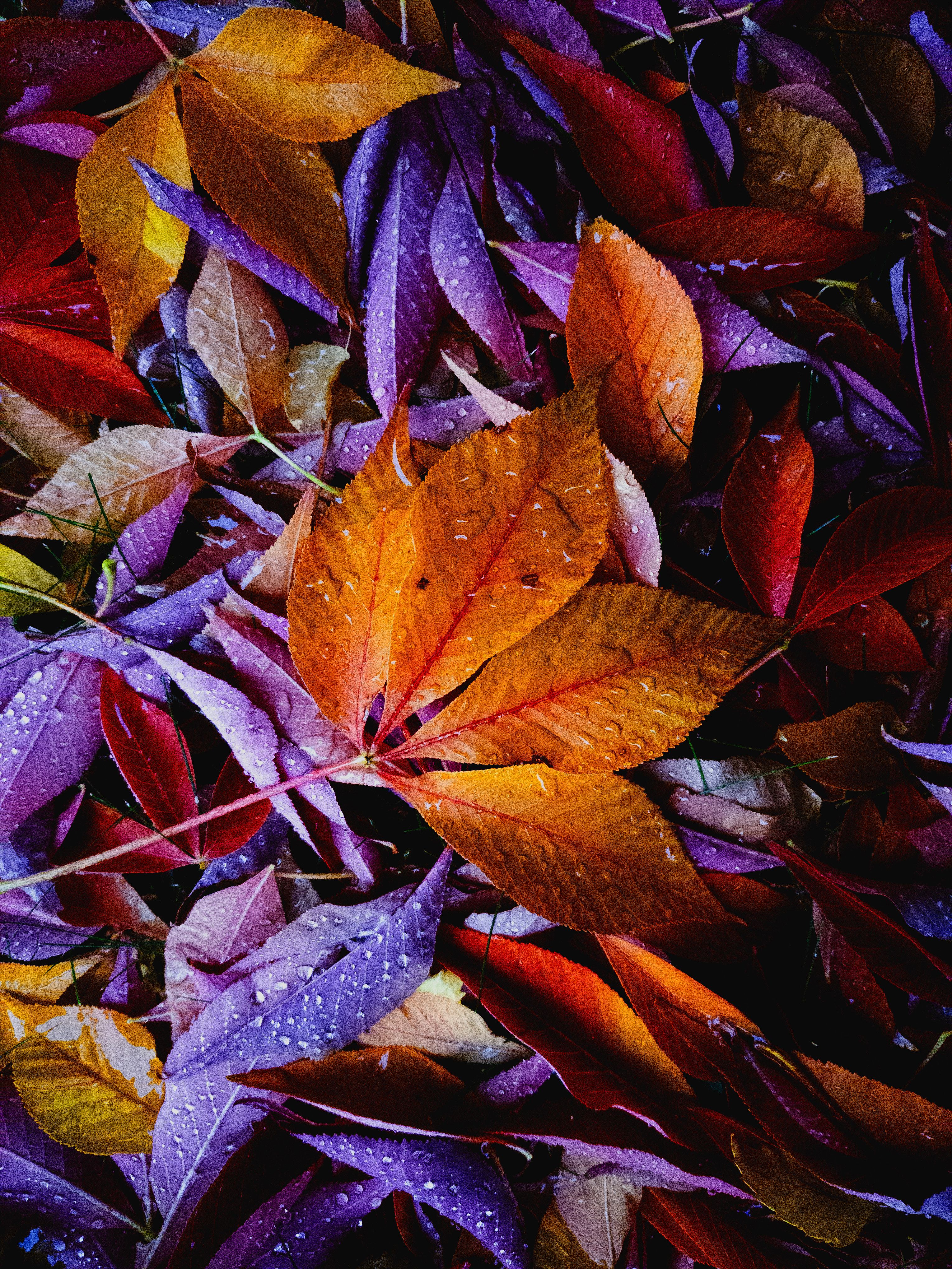 Deine Reise zur Selbstfindung im Herbst
